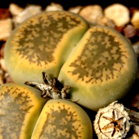 Lithops aucampiae aucampiae Storms Snowcap