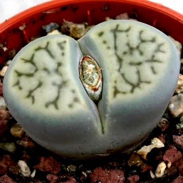 Lithops bromfieldii var menellii