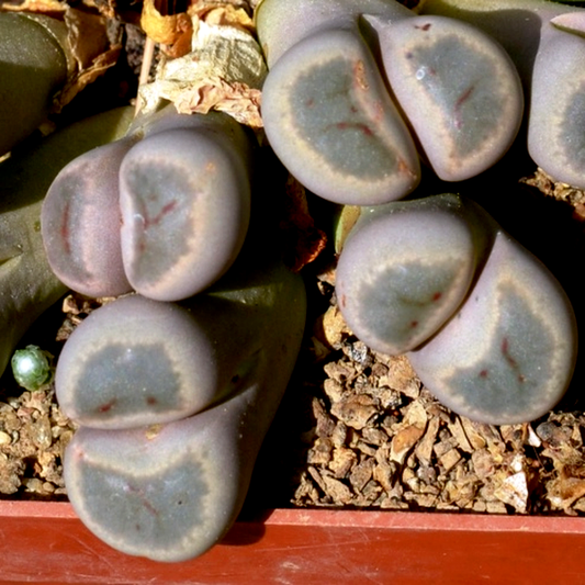 Lithops dinteri ssp dinteri var brevis