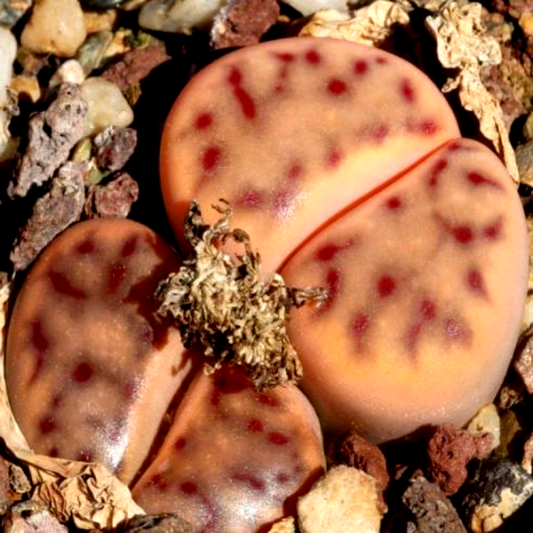 Lithops dinteri var multipunctata
