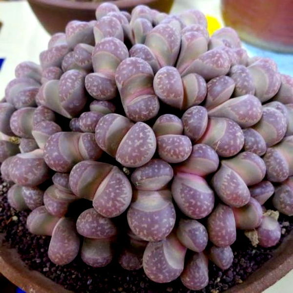 Lithops divergens var amethystina