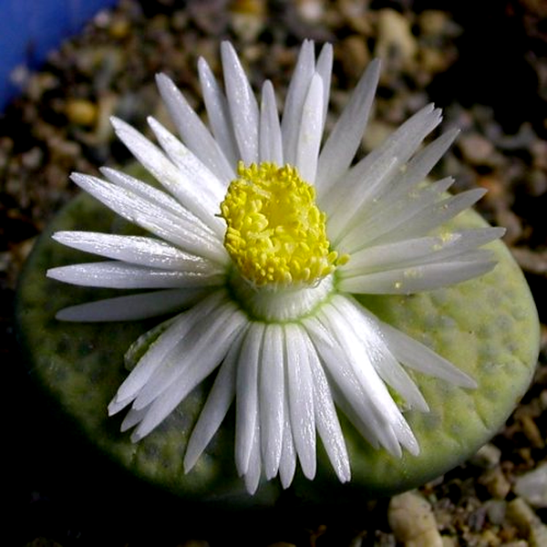 Lithops fulviceps var fulviceps