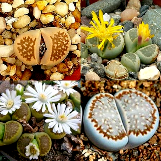 Lithops hallii Mixed Forms