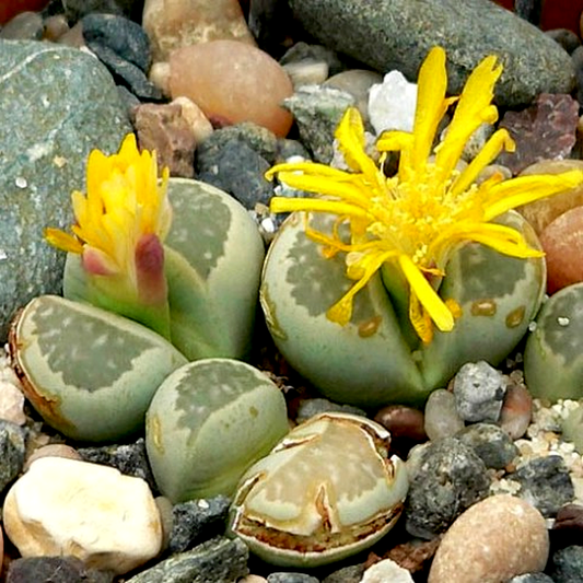 Lithops hallii ssp hallii