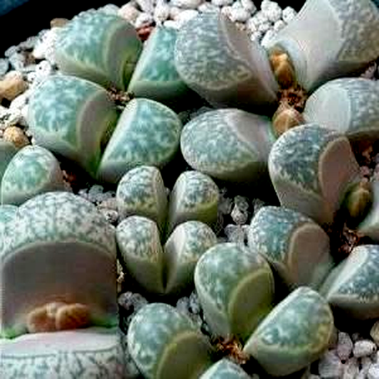 Lithops helmutii var helmutii