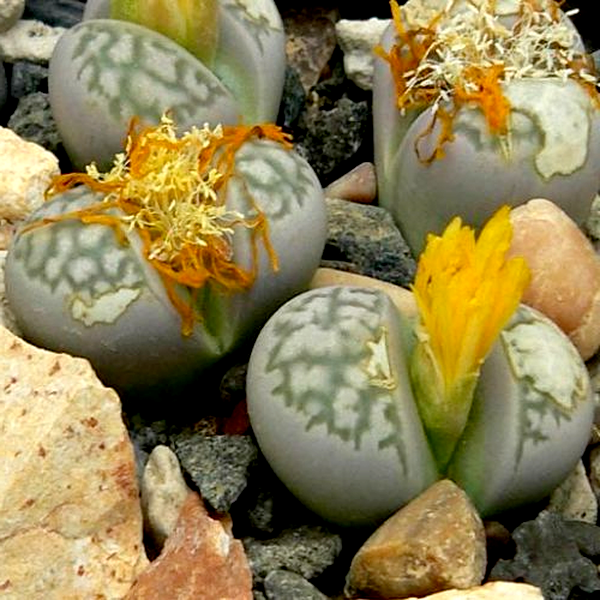 Lithops herrei herrei