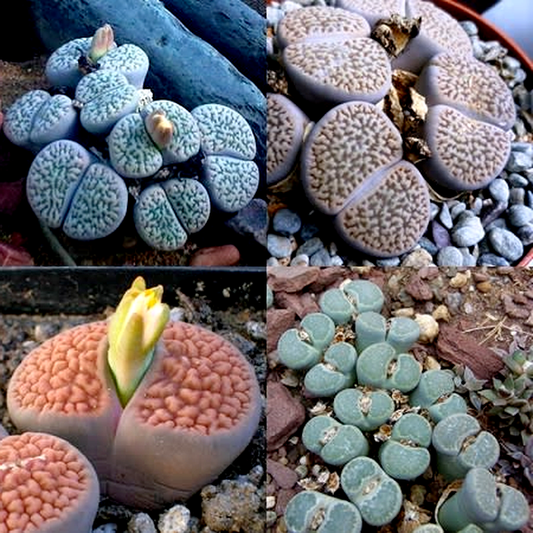 Lithops hookeri Mixed Forms