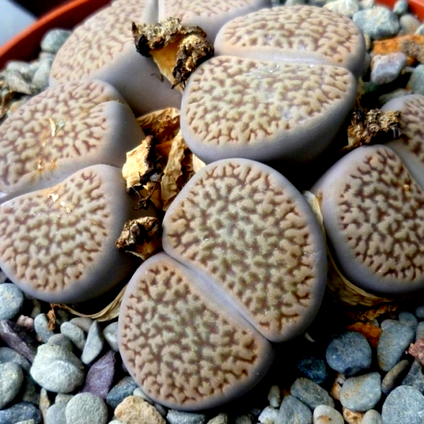 Lithops hookeri var dabneri