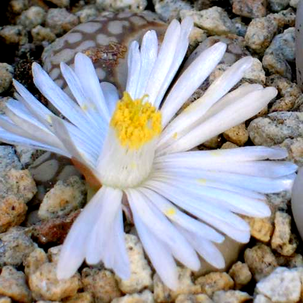 Lithops julii ssp julii littlewoodii