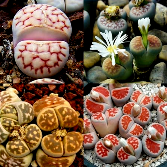 Lithops karasmontana Mixed Forms