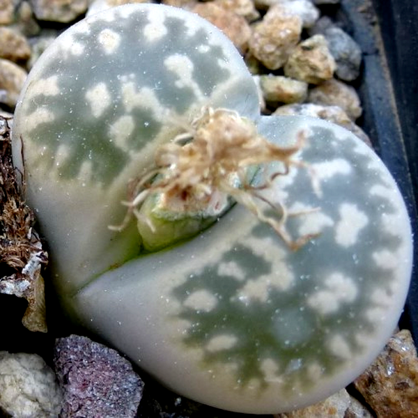 Lithops karasmontana ssp bella