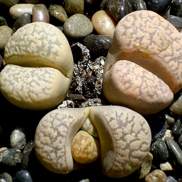 Lithops karasmontana ssp eberlanzii