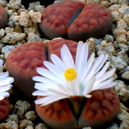 Lithops karasmontana ssp karasmontana var tischeri