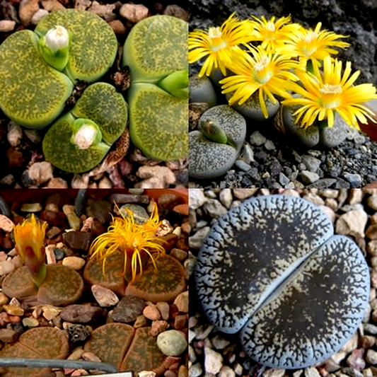 Lithops lesliei Mixed Forms