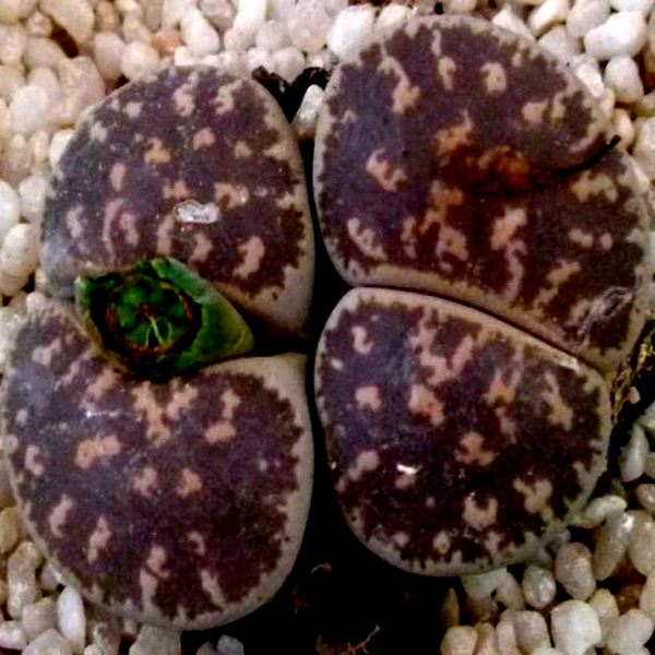 Lithops lesliei Pietersburg Form