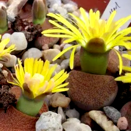 Lithops lesliei ssp lesliei var Storms albinigold
