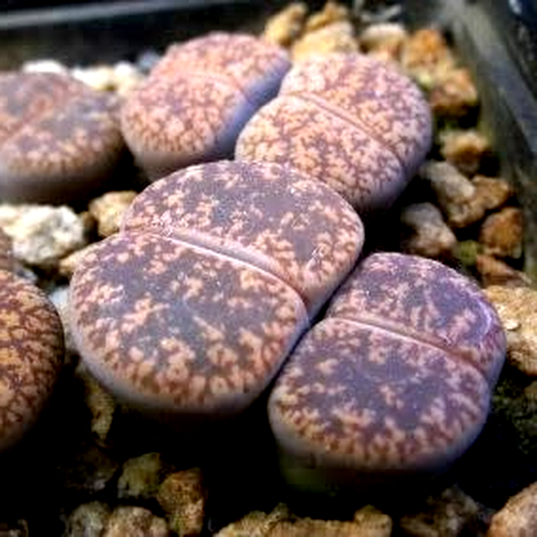 Lithops lesliei ssp lesliei var hornii