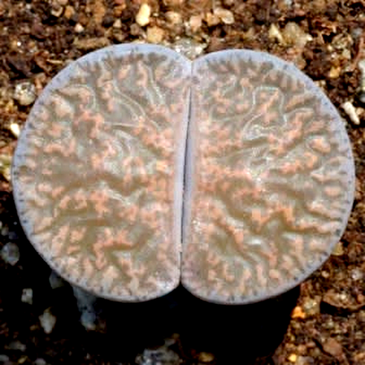 Lithops lesliei ssp lesliei var lesliei