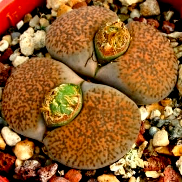 Lithops lesliei var mariae