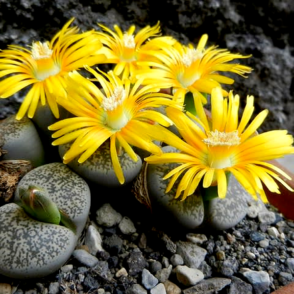 Lithops lesliei var venterii