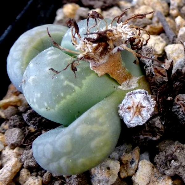Lithops marmorata diutina