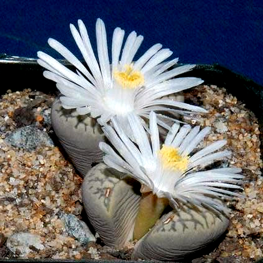 Lithops marmorata var elisae