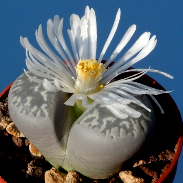 Lithops marmorata var framesii