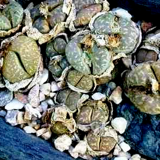 Lithops marmorata var marmorata
