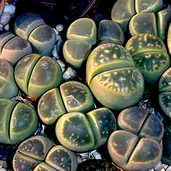 Lithops olivacea ssp olivacea