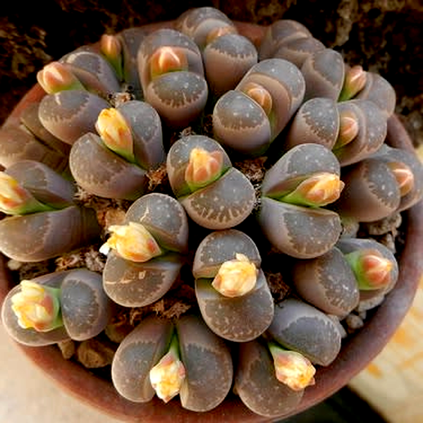 Lithops olivacea var nebrownii