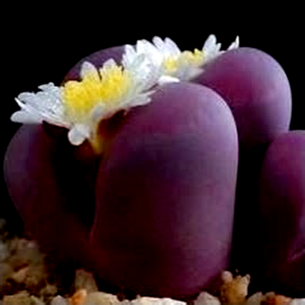 Lithops optica var rubra