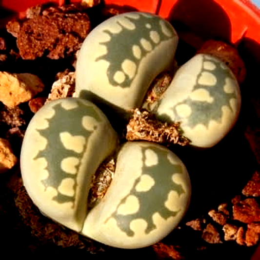 Lithops otzeniana