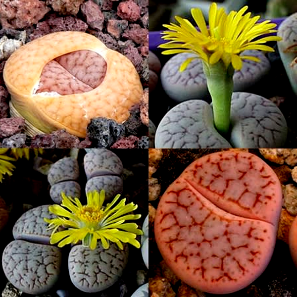 Lithops pseudotruncatella Mixed Forms