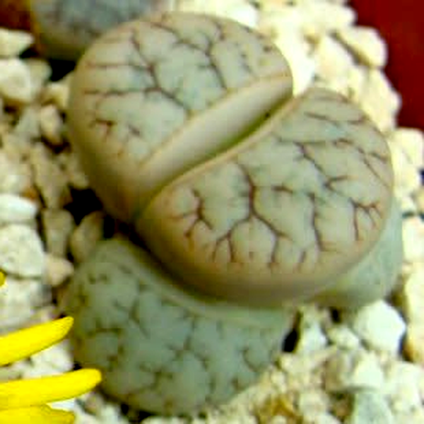 Lithops pseudotruncatella ssp pseudotruncatella var pseudotruncatella