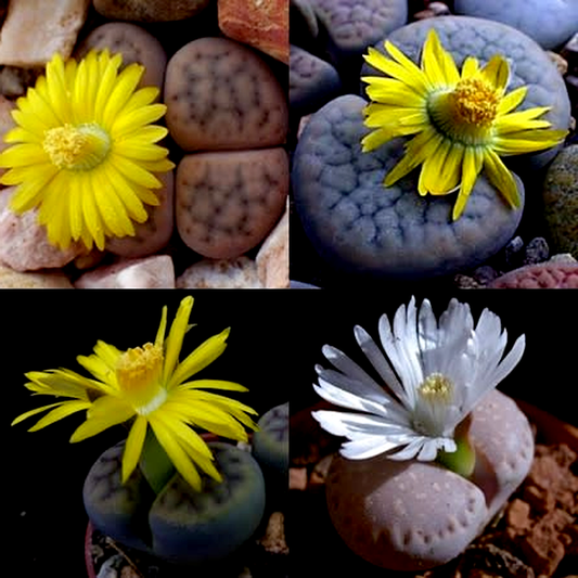 Lithops schwantesii Mixed Forms