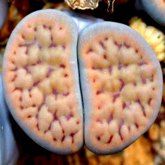 Lithops schwantesii ssp schwantesii