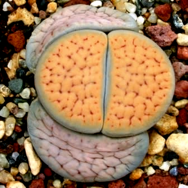 Lithops schwantesii var urikosensis