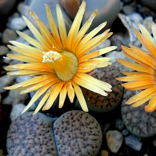Lithops verruculosa ssp verruculosa