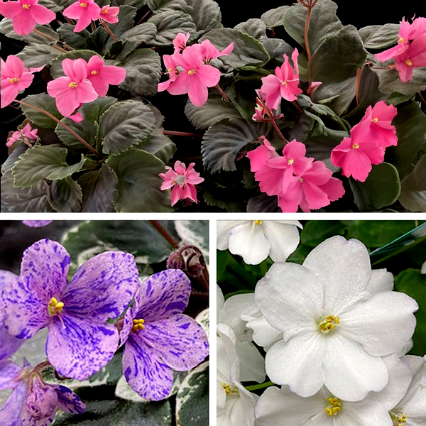 Little Gems African Violet Seeds