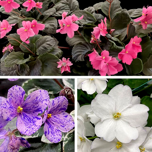 Little Gems African Violet Seeds