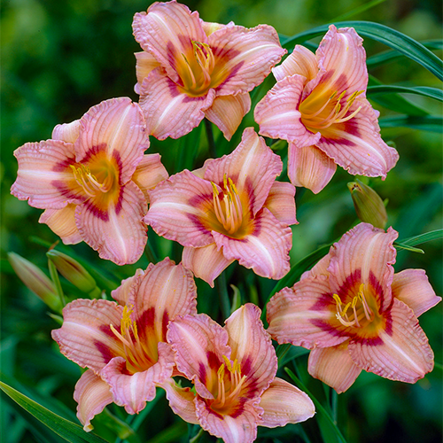 Longfields Butterfly