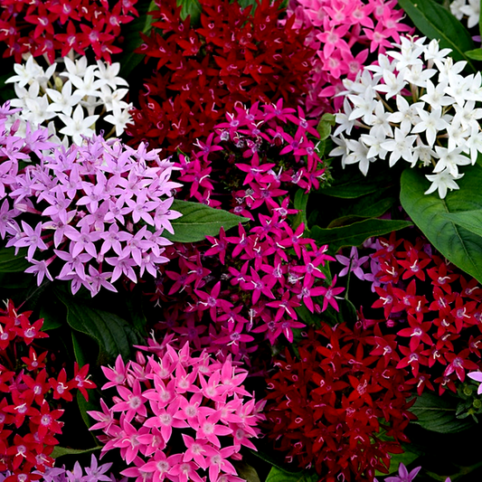 Lucky Star® Mixture Pentas Seeds