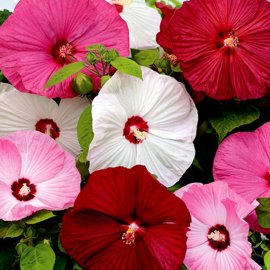 Luna™ Mix Hibiscus Seeds