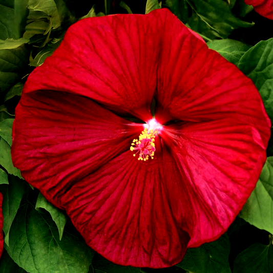 Luna™ Red Hibiscus Seeds
