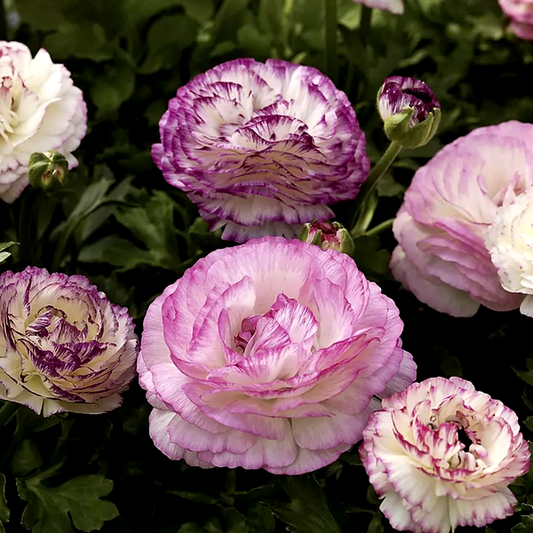 Mache™ Bicolor Mix Ranunculus Seeds
