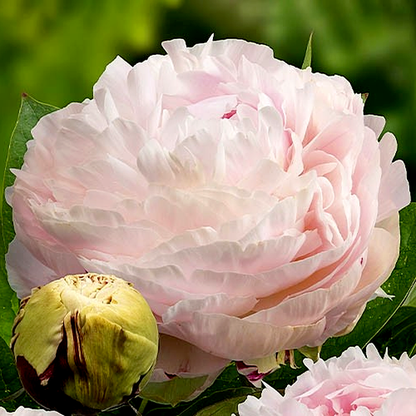 Madame Edouard Doriat