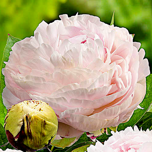 Madame Eduard Doriat