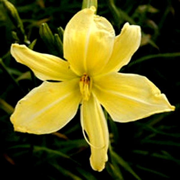 Mademoiselle Constanza