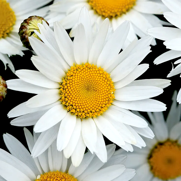 Madonna Shasta Daisy Seeds