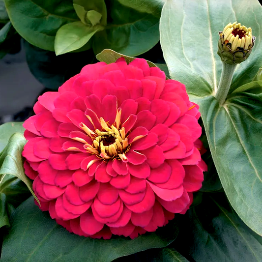 Magellan™ Cherry Zinnia Seeds